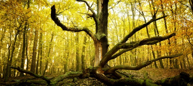 Tree Preservation Orders